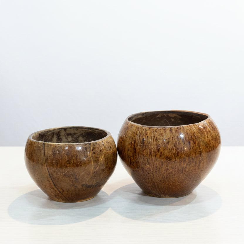 Coconut Cup Med