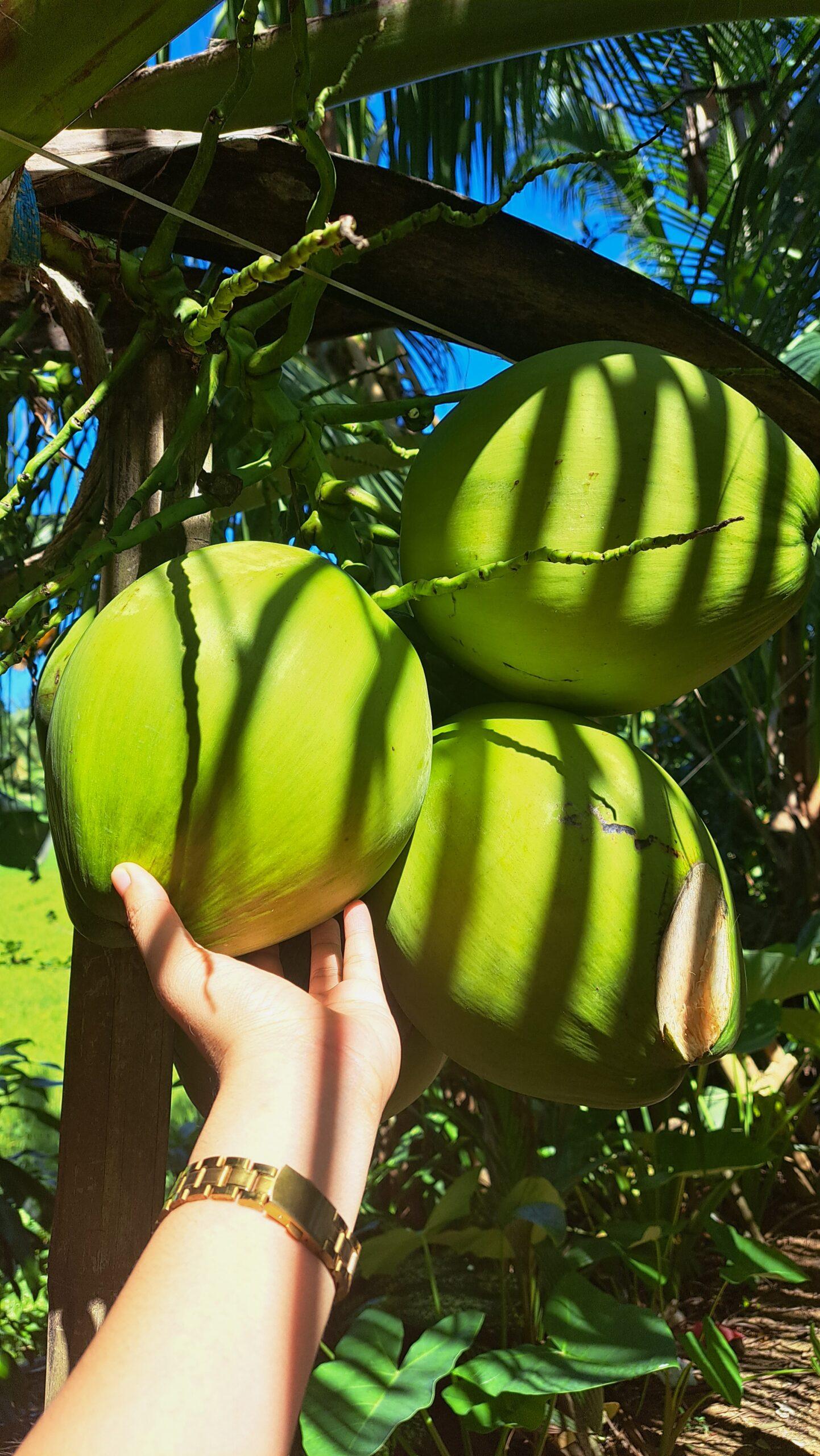 Coconuts