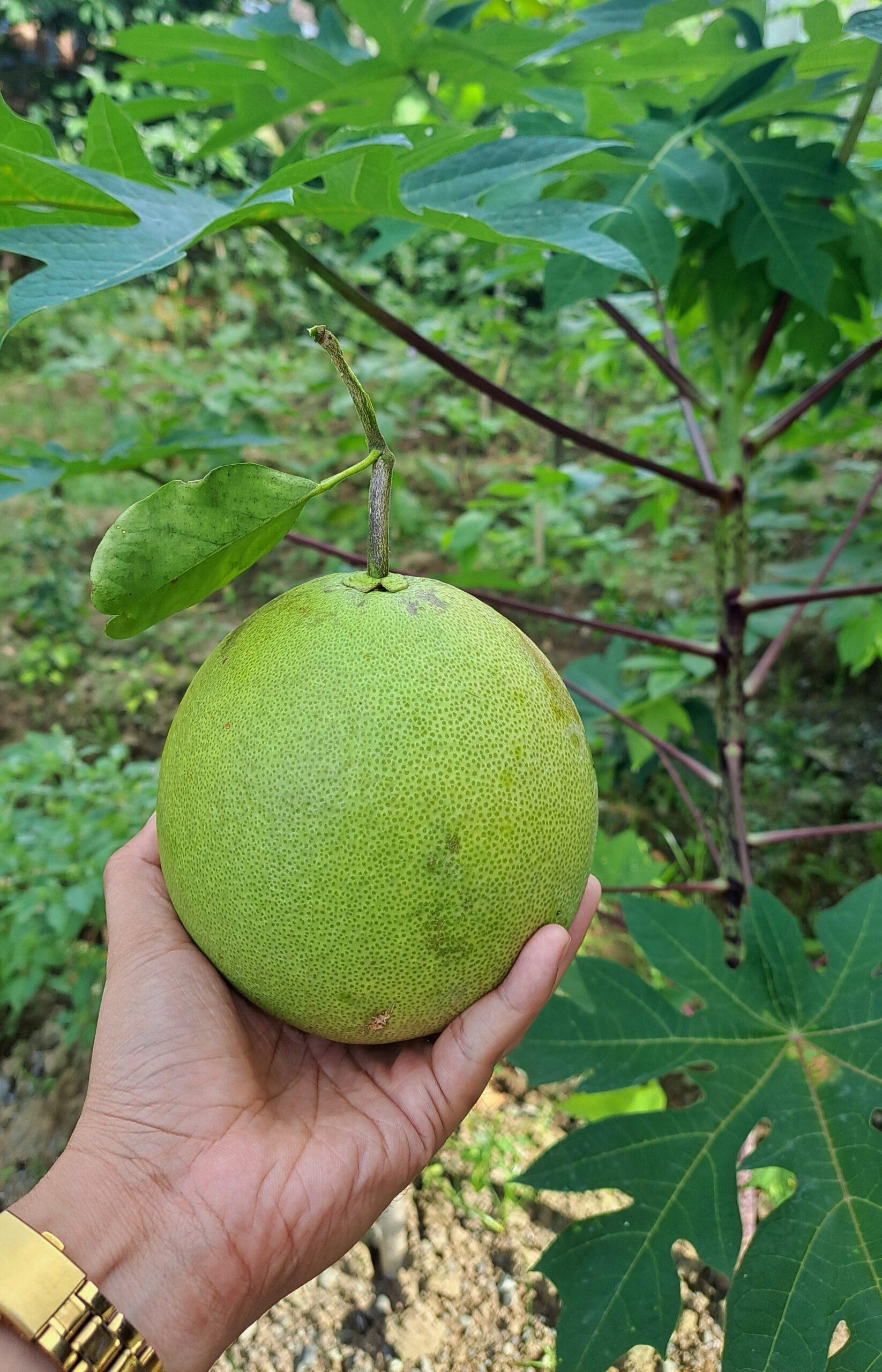Pummelo