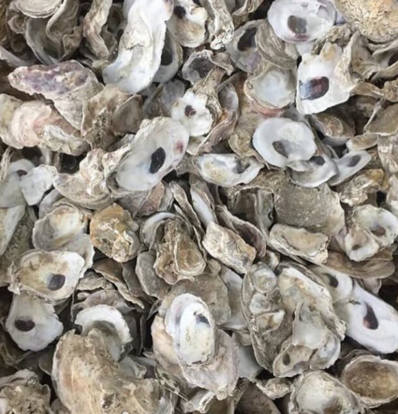 Oyster / Talaba Shell 1 Kilo (Cleaned & Sun Dried) for birds or aquari